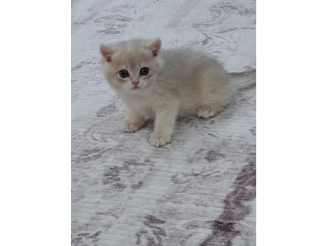 Safkan blue golden british shorthair
