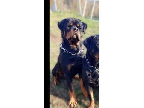 Üst kalite çok kaliteli rottweiler yavrular şecereli