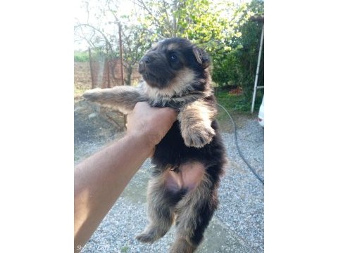 Alman çoban köpeği yavrularımız