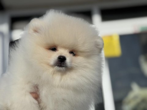 Yasal ruhsatlı çifrlikde ziyarete açık teddy pomeranian