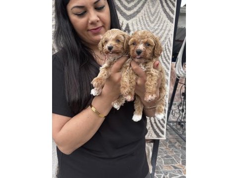Ufacık maltipoo yavrularım