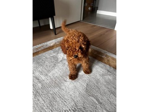 Safkan toy poodle yavrumuz 2.5 aylık