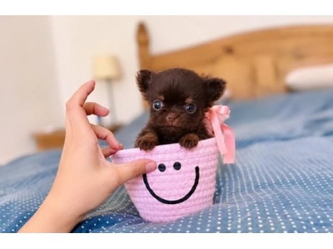 Safkan bir erkek chihuahua