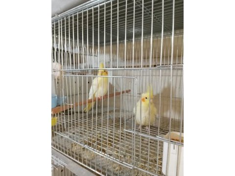 Lutino sultan papağanı yavrular