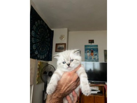 Blue point scottish fold