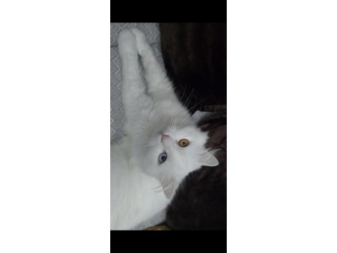 2 yaşındaki kedimiz takip koşulu sahiplendirilecektir