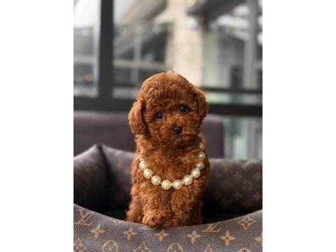Toy poodle yavrularım