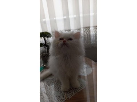 2 aylık beyaz kedimiz