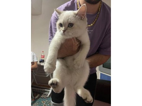 5-6 aylık dişi british shorthair