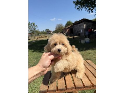 Güzeller güzeli maltipoo kızımız