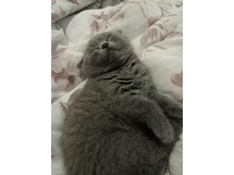 2 aylık scottish fold erkek