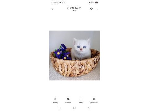 British shorthair prens yavrumuz