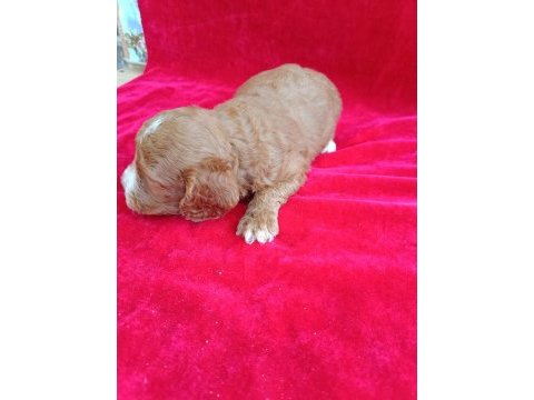 Maltipoo yavrular