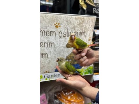 Evcil konur papağanlarımız gönderim sağlıyoruz