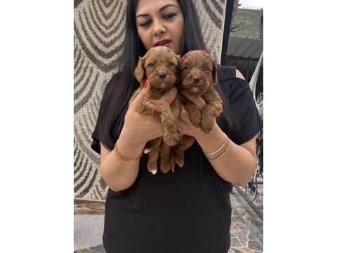 Ufacık koyu renk maltipoo yavrularım