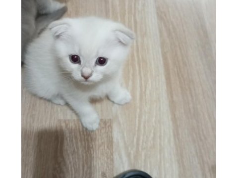 Scottish fold yavrularımız