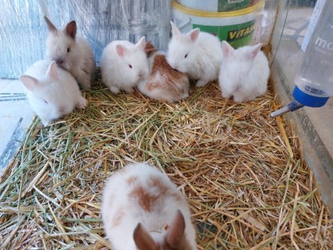Hollanda cüce tavşanı 35 40 günlük yavrular