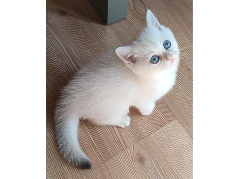 Şafkan british shorthair