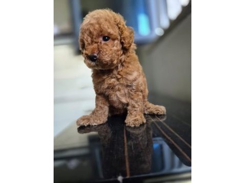 Toy poodle dişi erkek