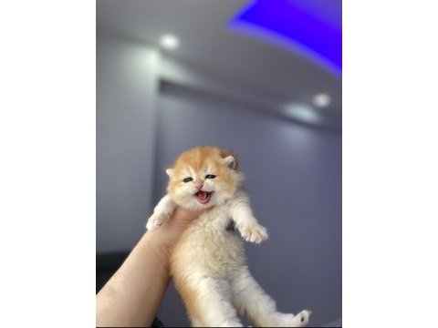 Çok güzel golden british shorthair bebekler