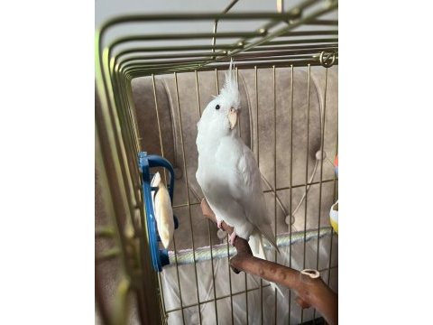 Sultan papağanı albino