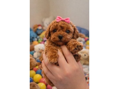 Seçkin kan hattına sahip toy poodle yavrularımız