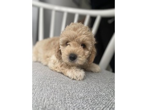 Poodle ayarında orijinal maltipoo