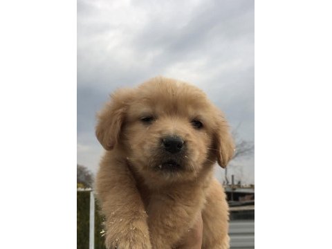 2 aylık golden retreiwer yavrularım