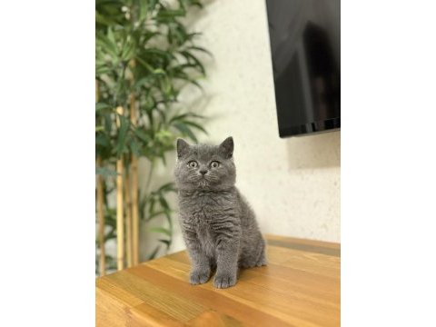 Brıtısh shorthair gri yavrularım 