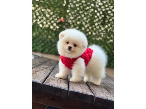 Yavru pomeranian boo