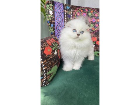 2 aylık bembeyaz biblo yavru scottish fold