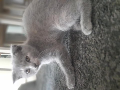 2 aylık scottish fold yavrularımız