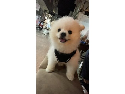 7 aylık pomeranian boo
