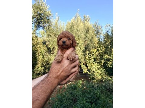 Kore poodle