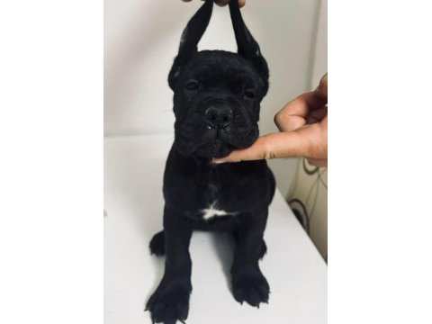 Cane corso yavru