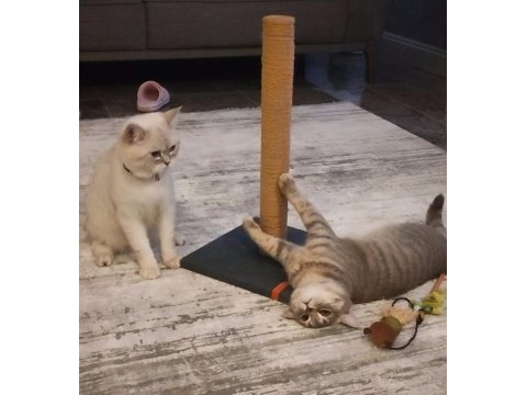 British shorthair silver tabby ve blue point yavrular