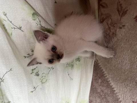 British shorthair yavru