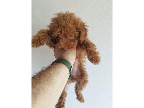 Safkan red brown toy ve kore poodle yavrular - üst kalite