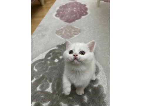 Pamuk şekerler yeni yuvalarını bekliyor kediler
