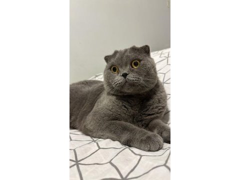 Uysal erkek scottish fold