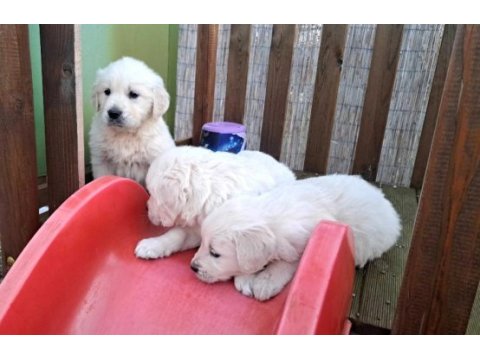 Sağlık ve ırk garantili baby face golden retriever yavruları