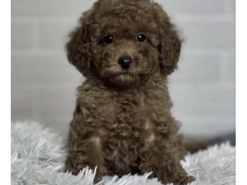 Toy poodle sağlıklı köpeğimiz