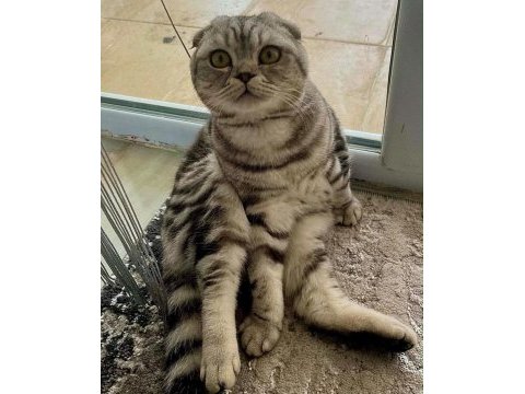 Erkek scottish fold silver 5 yaşında