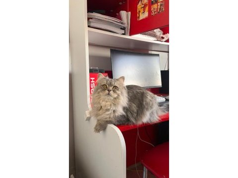 British longhair kedimizi eşleştirme ilanıdır