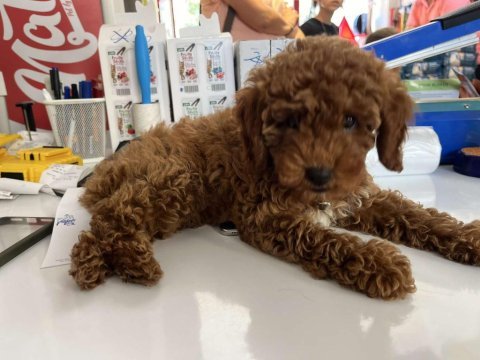Saf kan hipoalerjenik red  toy poodle yavrular