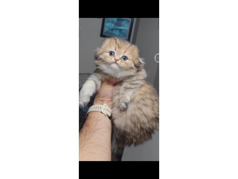 Scottish fold kedisi