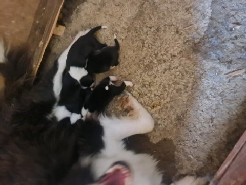 Border collie bebekler için acele edin