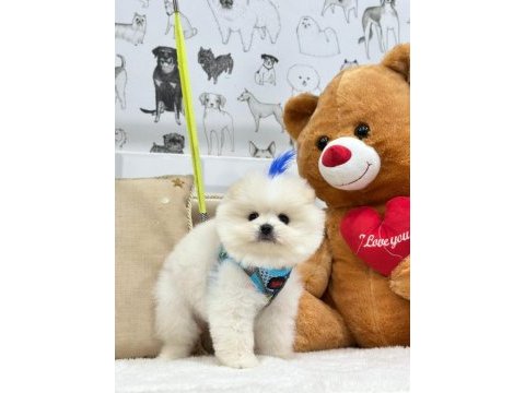 Üst düzey efsane pomeranian boo