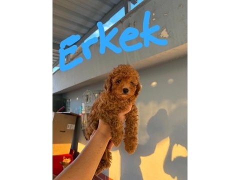 2 dişi ve 1 erkek toy poodle yavrular