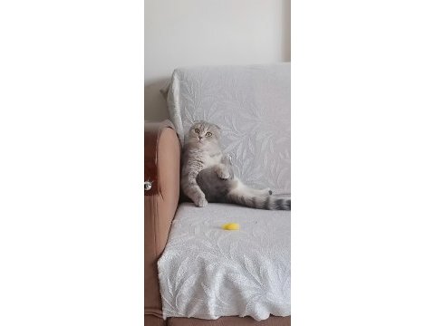 Sahibinden ücretsiz kedimiz